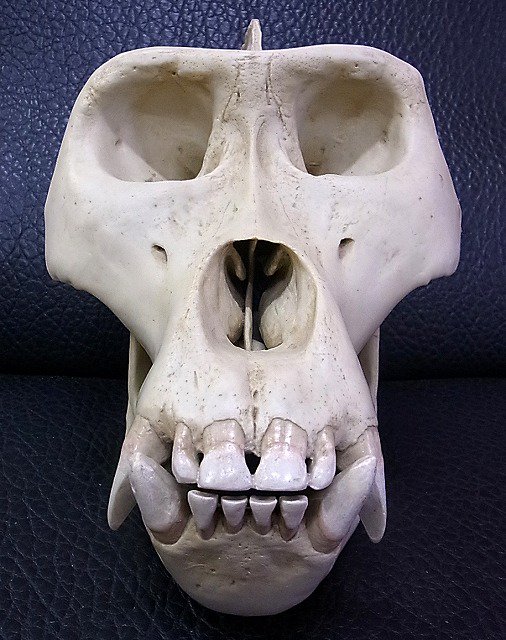 エイプ東ローランド ゴリラ オス 骨格標本 レプリカ 頭蓋骨 サル 