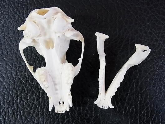 ☆ 即納 ☆ アライグマ 頭骨 ☆ - 頭骨・骨格標本・剥製販売