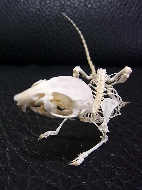 即納! 高品質 スナネズミ(Meriones unguiculatus)全身骨格 即納! 高品質 スナネズミ(Meriones unguiculatus)全身骨格