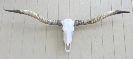 【超希少】テキサス　ロングホーンスカル　頭蓋骨 テキサス ロングホーン（No.7）☆ 198 cm ☆ - 頭骨・骨格標本