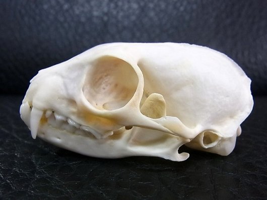 即納☆イエローマングース 頭骨 - 頭骨・骨格標本・剥製販売 【Core-Box】