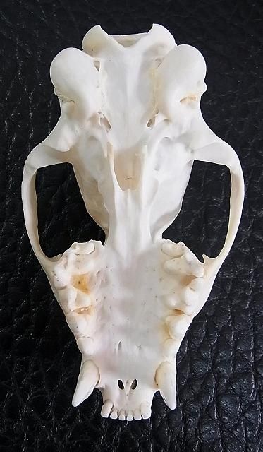 即納☆アフリカ便 美！ヌママングースの頭骨 - 頭骨・骨格標本・剥製