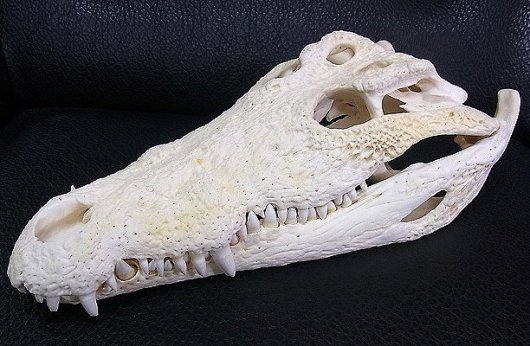 正規品 ナイルワニの頭骨標本 - kogopay.com