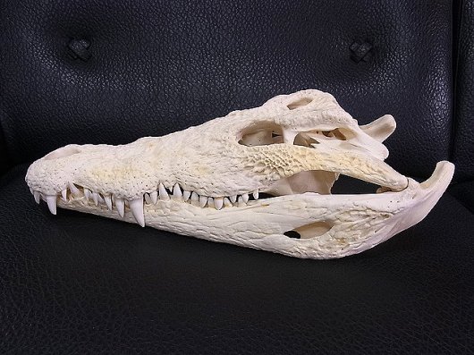 ナイルワニの頭骨標本-