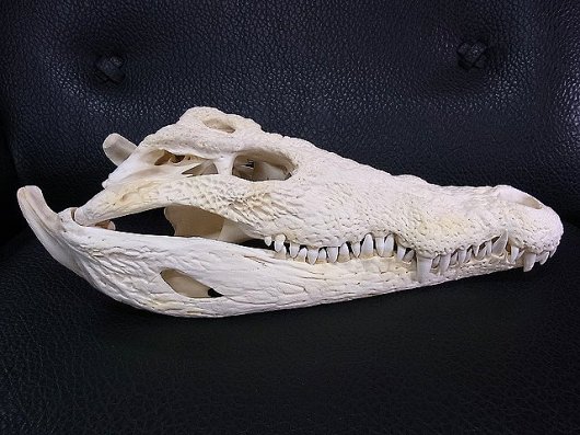 ☆ 即納 ☆ 貴重！☆迫力サイス！51ｃｍ ナイルワニ （Nile crocodile