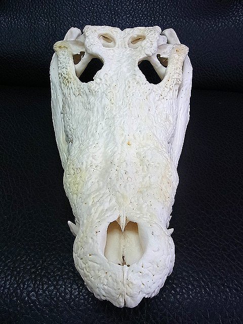 ☆ 即納 ☆ 貴重！☆迫力サイス！51ｃｍ ナイルワニ （Nile crocodile） 頭骨 - 頭骨・骨格標本・剥製販売 【Core-Box】