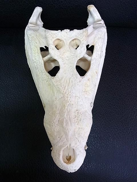貴重！★迫力サイス！45ｃｍ ナイルワニ （Nile crocodile） 頭骨 貴重！☆迫力サイス！45cm ナイルワニ （Nile crocodile） 頭骨
