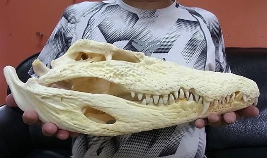 貴重！★迫力サイス！45ｃｍ ナイルワニ （Nile crocodile） 頭骨 貴重！☆迫力サイス！45cm ナイルワニ （Nile crocodile） 頭骨