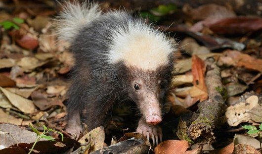 ☆ 即納 ☆ レア！ ジャワスカンクアナグマ（Stink Badger）の頭骨