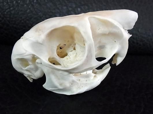 ☆即納☆ アフリカ便 トビウサギ Springhare 頭骨 - 頭骨・骨格標本