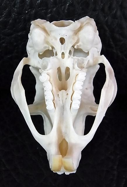 ☆即納☆ アフリカ便 トビウサギ Springhare 頭骨 - 頭骨・骨格