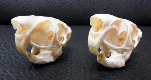 トビウサギ　Springhare　頭骨　※データ付属します ☆即納☆ アフリカ便 トビウサギ Springhare 頭骨 - 頭骨・骨格