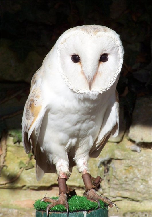 ☆ 即納 ☆ 高品質 メンフクロウ（Barn Owl）全身骨格標本 - 頭骨