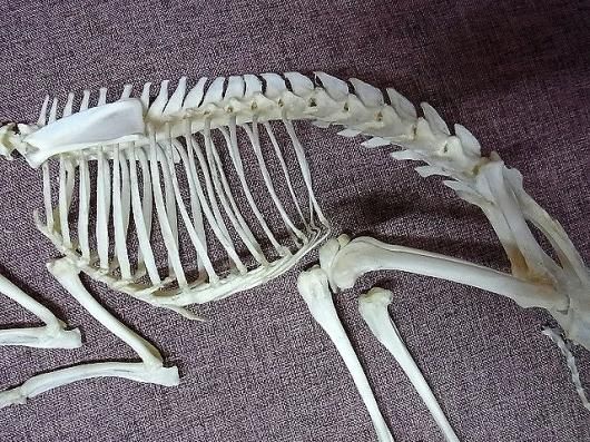 ☆即納☆高品質! ヒメマメジカ(♂)Lesser mouse-deer 全身 ☆即納☆高品質! ヒメマメジカ(♂)Lesser mouse-deer 全身