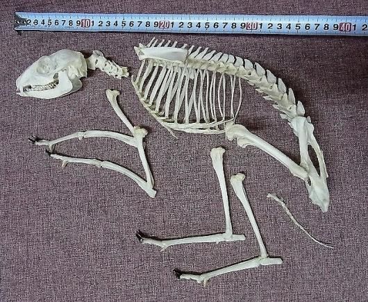 ☆即納☆高品質！ ヒメマメジカ（♂）Lesser mouse-deer 全身