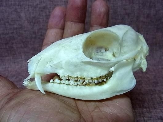 ☆即納☆高品質！ ヒメマメジカ（♂）Lesser mouse-deer 全身骨格標本 