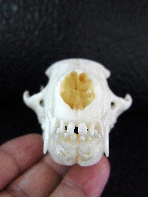 ☆ 即納 ☆ 激レア！ ビントロング（Binturong / Bear cat）の