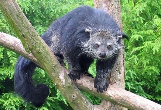 ☆ 即納 ☆ 激レア！ ビントロング（Binturong / Bear cat）の