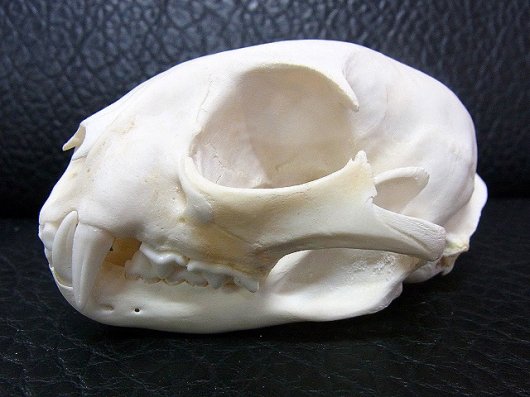 ボブキャットの頭骨