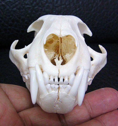 即納☆ 高品質！ボブキャットの頭骨 A - 頭骨・骨格標本・剥製販売
