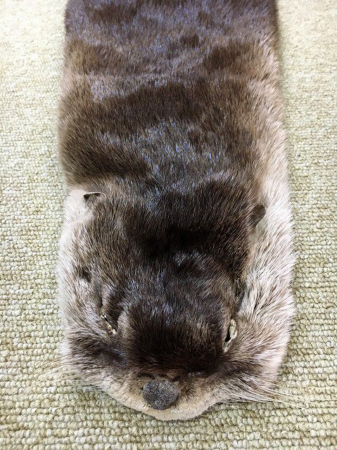 高品質！ カナダカワウソの毛皮約27ｃｍ - 置物