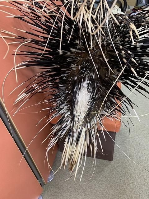 アフリカ ケープタテガミヤマアラシの剥製 - 頭骨・骨格標本・剥製販売