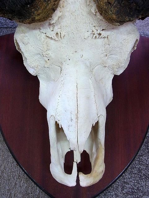 南アフリカ便！ XL サイズ！ クーズー スカルホーン　※台座付 ☆ 即納 ☆ 巨大サイズ！ ケープバッファロー（ｱﾌﾘｶｽｲｷﾞｭｳ）スカル