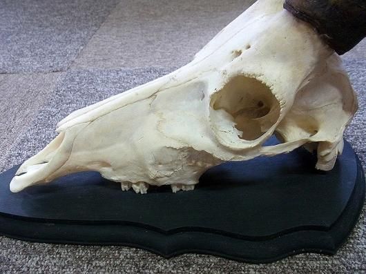 ☆即納☆ 南アフリカ便！ ブレスボック（Blesbok）スカルホーン