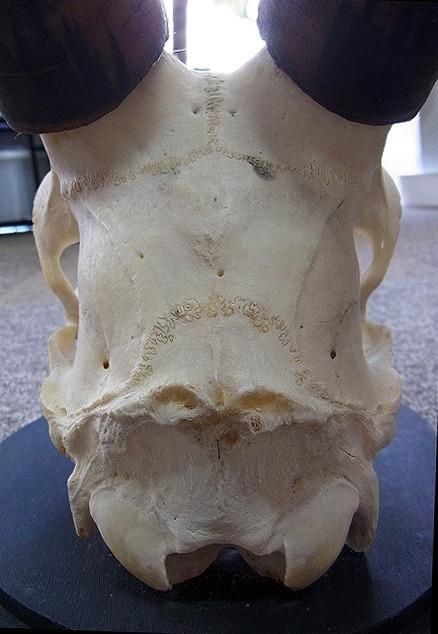 ブレスボック（Blesbok）スカルホーン ☆即納☆ 南アフリカ便！ ブレスボック（Blesbok）スカルホーン