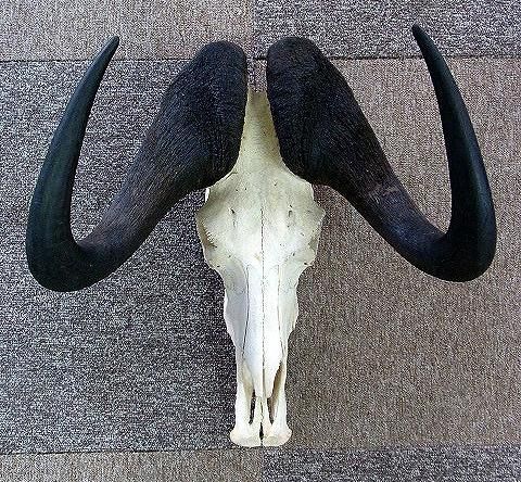 オグロヌー スカルホーン　※捕獲データ付 ☆ 即納☆ アフリカ便！ オグロヌー スカルホーン ※捕獲データ付