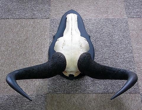 ☆ 即納☆ 南アフリカ便！ オグロヌー スカルホーン（台座付