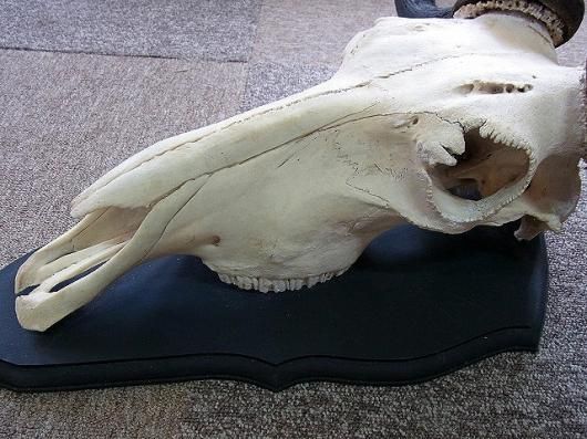 オグロヌー スカルホーン　※捕獲データ付 ☆ 即納☆ アフリカ便！ オグロヌー スカルホーン ※捕獲データ付