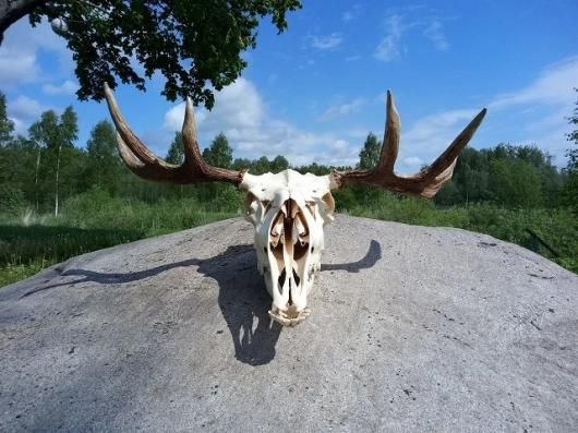 ☆ 高品質！ ヘラジカ Moose ♂ スカルホーン - 頭骨・骨格標本