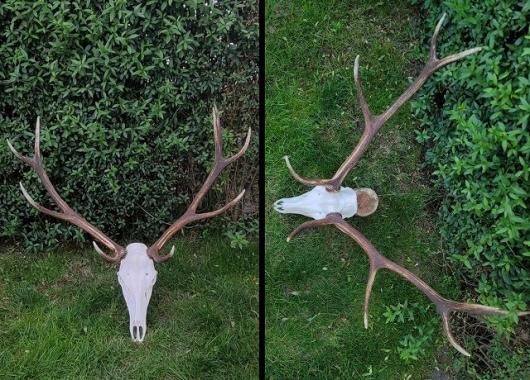 ヨーロッパ アカシカ Red deer ♂ スカルホーン A - 頭骨・骨格