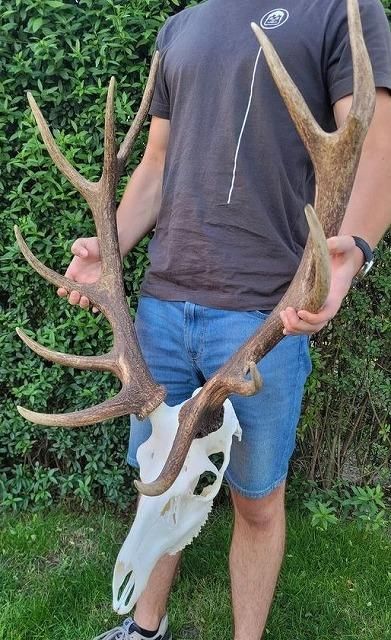 ヨーロッパ アカシカ Red deer ♂ スカルホーン B - 頭骨・骨格
