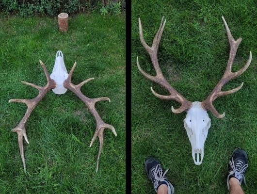 ヨーロッパ アカシカ Red deer ♂ スカルホーン B - 頭骨・骨格