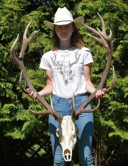 大迫力！ヨーロッパ アカシカ Red deer ♂ スカルホーン C