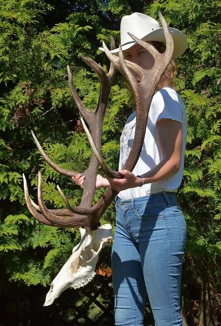 シベリアノロジカ　頭骨　スカルホーン　鹿の角 シベリアノロジカ 頭骨 スカルホーン 鹿の角 - メルカリ