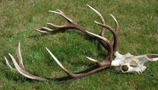 大迫力!ヨーロッパ アカシカ Red deer ♂ スカルホーン C 大迫力!ヨーロッパ アカシカ Red deer ♂ スカルホーン C