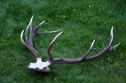 ヨーロッパ アカシカ Red deer ♂ スカルホーン 台座付 E - 頭骨
