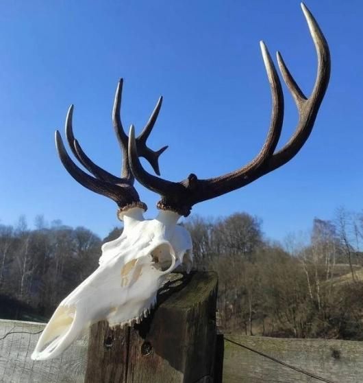 最大80％オフ ヨーロッパ アカシカ Red deer ♂ スカルホーン G - 頭骨・骨格 その他