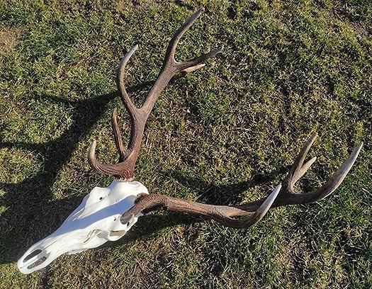 ヨーロッパ アカシカ Red deer ♂ スカルホーン G - 頭骨・骨格