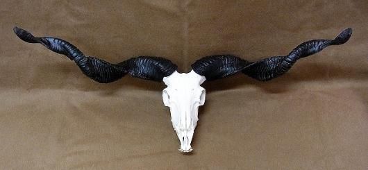 羊の頭骨　標本 51RgHd0uJ4L.jpg_BO30,255,255,