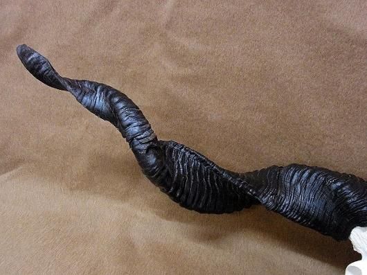 ☆ 即納 ☆ 高品質！ラッカ羊（♂）スカルホーン - 頭骨・骨格