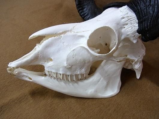 ☆ 即納 ☆ 高品質！ラッカ羊（♂）スカルホーン - 頭骨・骨格