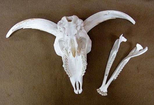 ☆ 即納 ☆ 高品質！ラッカ羊（♂）スカルホーン - 頭骨・骨格