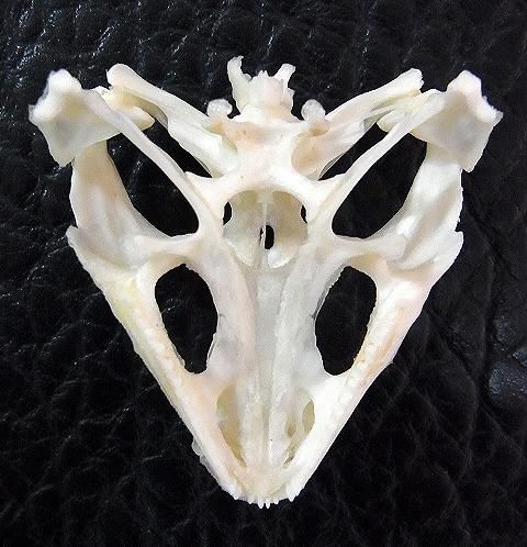高品質！フトアゴヒゲトカゲ 頭骨（頸椎付） 即納☆高品質！フトアゴヒゲトカゲ 頭骨（頸椎付） - 頭骨・骨格