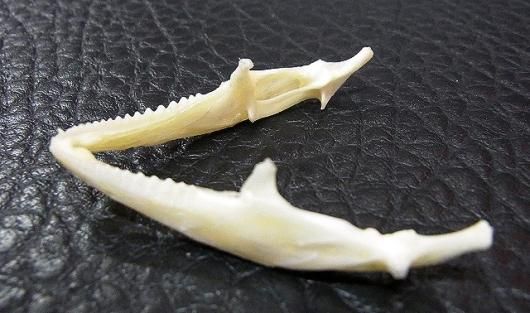 即納☆高品質！フトアゴヒゲトカゲ 頭骨 - 頭骨・骨格標本・剥製販売