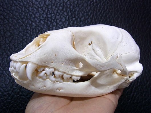 ☆ 即納 ☆ 高品質！ ゼニガタアザラシの頭骨 A - 頭骨・骨格標本