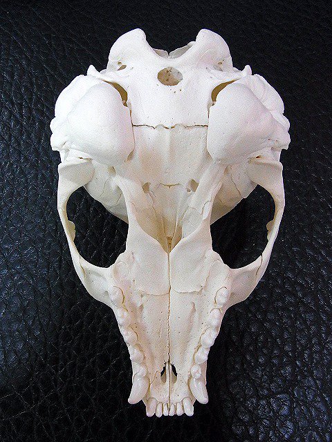 ☆ 即納 ☆ 高品質！ ゼニガタアザラシの頭骨 A - 頭骨・骨格標本 